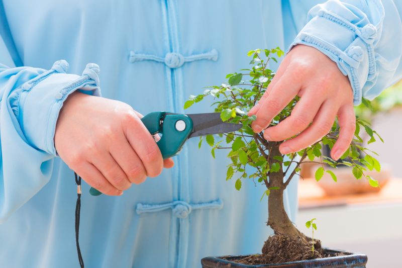 Bonsai Tree Planting