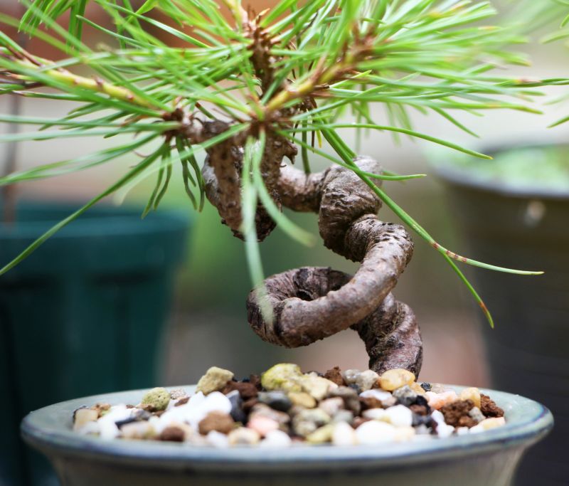 Bonsai Tree Planting