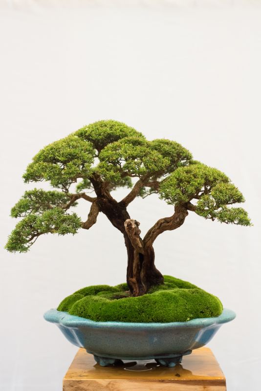 Bonsai Tree Planting