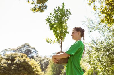 Bonsai Tree Planting
