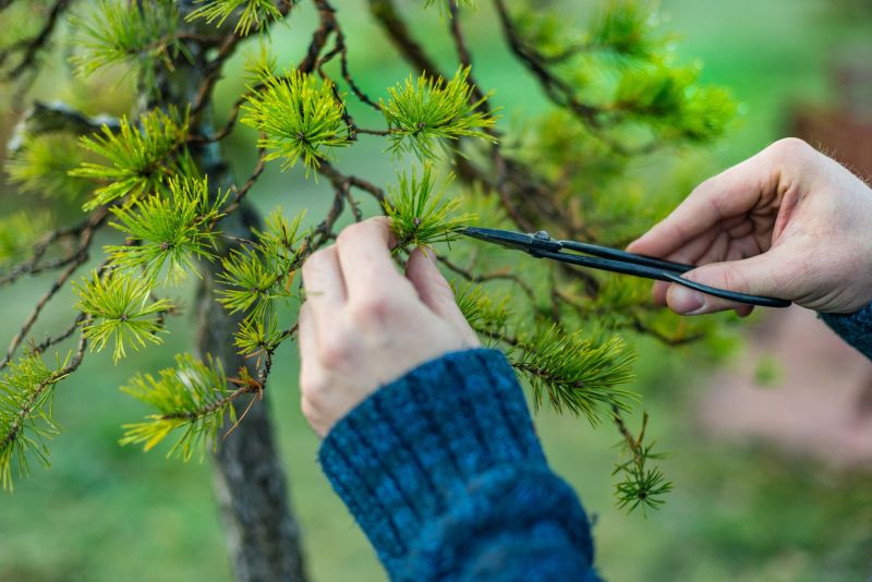 Bonsai Tree Planting