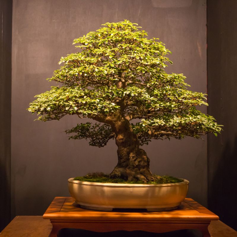 Bonsai Tree in a Pot