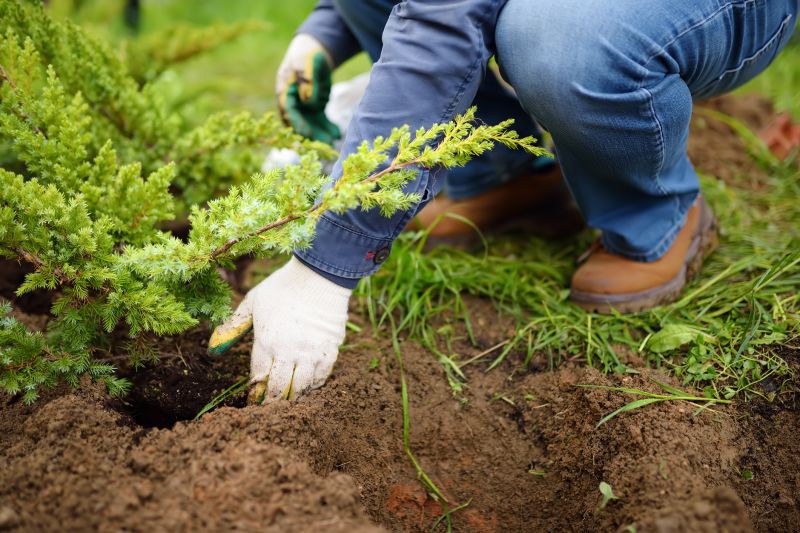 Seasonal Bonsai Planting