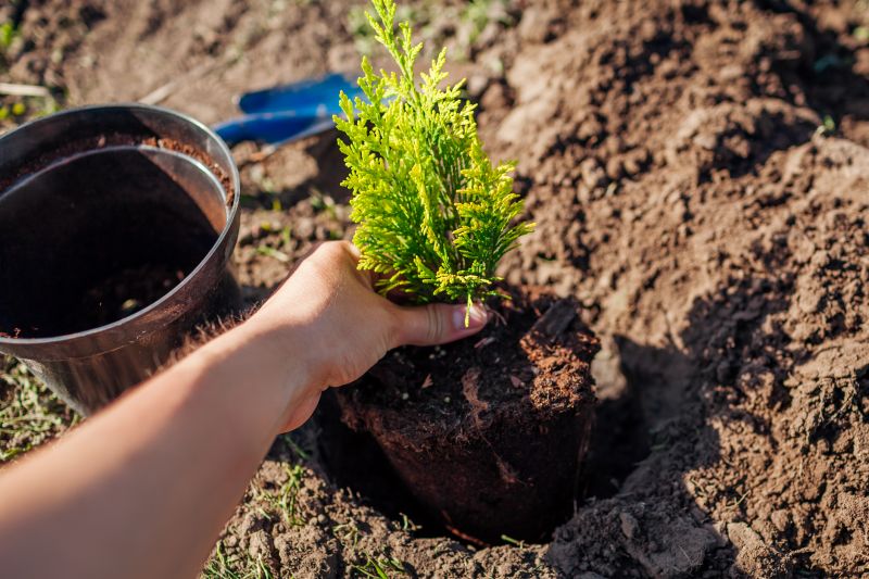 Bonsai Root Development