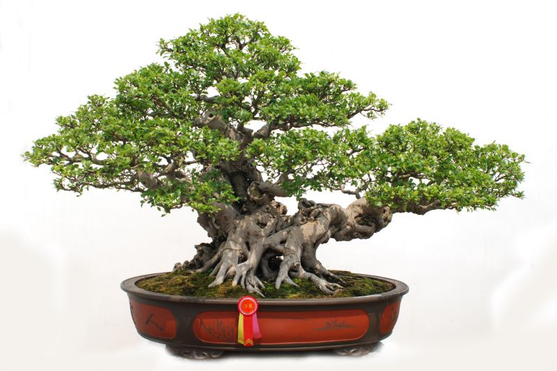Bonsai in Different Seasons