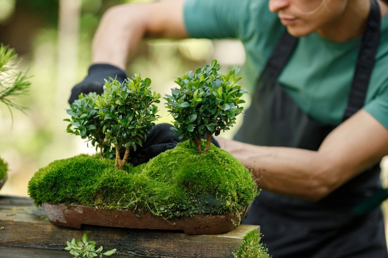 Bonsai Tree Planting Process