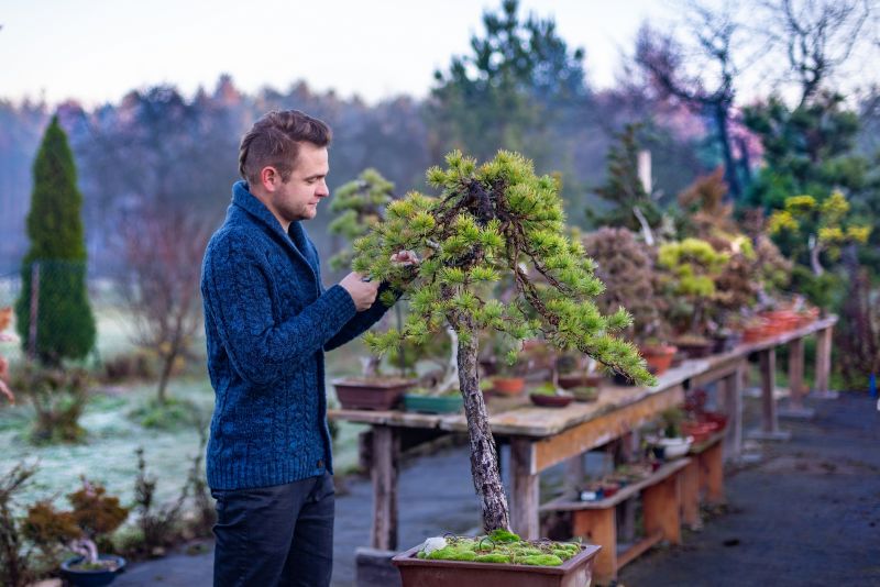 Bonsai Tree Preparation